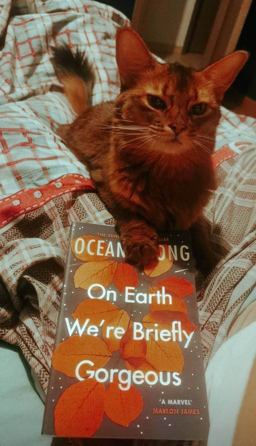 On Earth We’re Briefly&nbsp;Gorgeous
